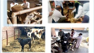 المسح التناسلي والتلقيح الاصطناعي لـ7411 رأس ماشية بالشرقية
