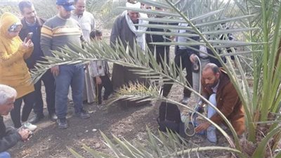 مدارس حقلية للإرتقاء بزراعة أشجار النخيل المثمر بالشرقية