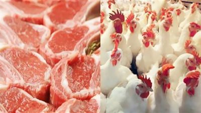 الدواجن واللحوم والأسماك.. ترقبوا انخفاض في الأسعار