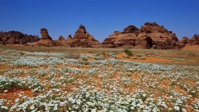 جبال السعودية سجادة من الزهور