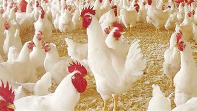 انفراجة في أزمة الدواجن.. الفراخ البيضاء بـ71 جنيهًا