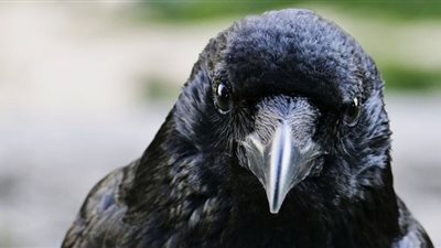 الغربان ترفض الاحتلال وتمزق علم الكيان الصهيوني 