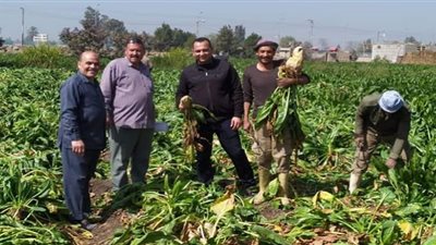 بدء موسم حصاد البنجر من كفر صقر بالشرقية