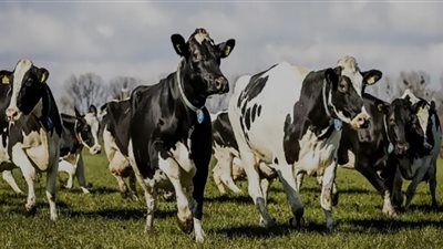 جنون البقر يُثير الرعب في دولة أوروبية