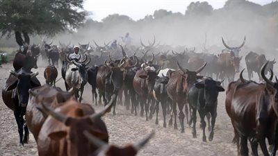 أماكن بيع اللحوم التشادية والكيلو بـ 145 جنيهًا