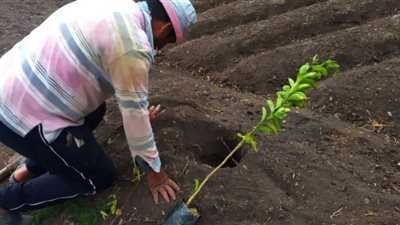 توزيع 13 ألف شجرة مثمرة علي الوحدات المحلية والمدارس والمصالح الحكومية ببيلا