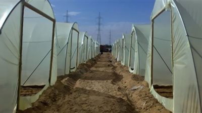 100 ألف صوبة زراعية تدعم الناتج المحلي الغذائي الفترة المقبلة