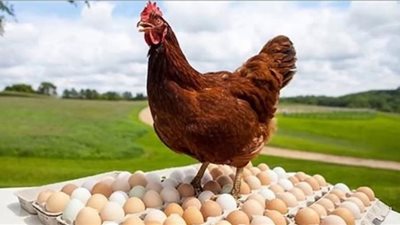 الطبق بـ 106 جنيهات.. أسعار الدواجن والبيض بالأسواق اليوم