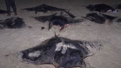 سمكة الوطواط مصدر رزق صيادي غزة