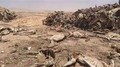 حمير مذبوحة ومنزوعة الكبد بالغربية| فيديو