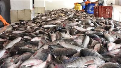 أسعار الأسماك يوم السبت في سوق العبور