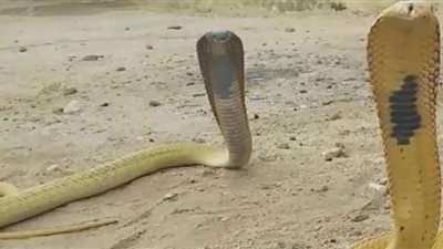 الثعابين تهاجم السعودية.. خرجت من جحورها وتزايد نشاطها