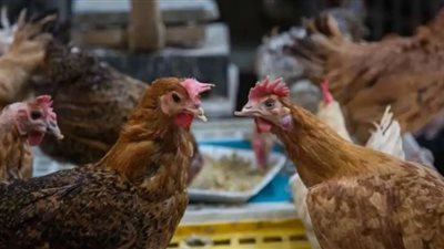 أسعار الدواجن صباح اليوم الأحد