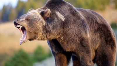 دب يتجول في شوارع مدينة ويثير الفزع