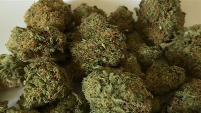 ضبط 31 كيلو بانجو في يوم واحد