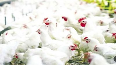 بشرى للمواطنين قبيل رمضان.. أزمة الدواجن لا تتكرر