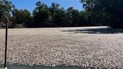 أطنان من الأسماك تنفق وتطفو على سطح نهر.. شاهد