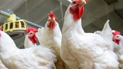 انخفاض أسعار الدواجن أول أيام رمضان.. 5 جنيهات في الكيلو