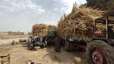 عزبة خليل بقنا تنتظر كارثة بسبب جرارات قصب السكر