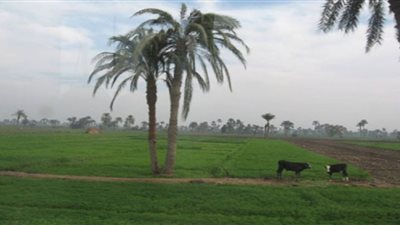 تعويضات لمالكى الأراضى التى يمر بها الغاز بالفيوم