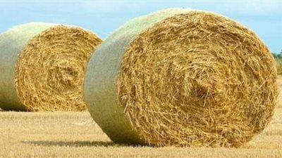 تراجع أسعار الأعلاف صباح اليوم الإثنين