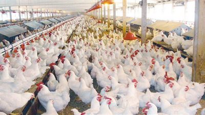 الانخفاض قادم في 