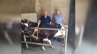 تحصين 90 ألف رأس ماشية ببني سويف