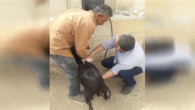 بيطرى الإسماعيلية يواصل حملات علاج الماشية