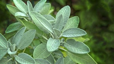 بعد ذكره في مسلسل رسالة الإمام.. أمراض يعالجها نبات المريمية