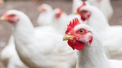 أسعار الدواجن اليوم الخميس في الأسواق المحلية