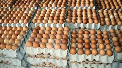 انخفاض مفاجئ في أسعار البيض