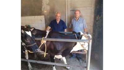 تحصين 94 ألفًا من الثروة الحيوانية ببني سويف في الحملة القومية لأمراض الحمى القلاعية