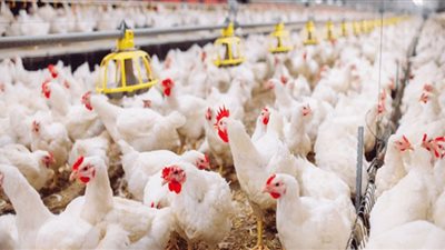 أسعار الدواجن اليوم السبت فى الأسواق