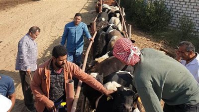 الزراعة: التأمين على أكثر من 650 ألف رأس ماشية