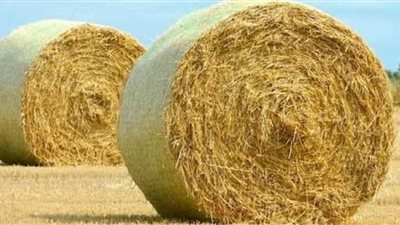 أسعار الأعلاف اليوم الثلاثاء