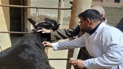 بني سويف: تحصين 99 ألف رأس ماشية ضد لمواجهة الحمى القلاعية