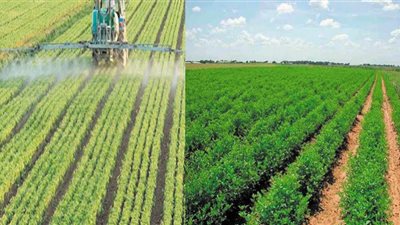 استراتيجية مصرية ضخمة لحماية الأمن الغذائى