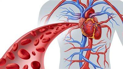 6 أطعمة لتحسين الدورة الدموية في جسمك