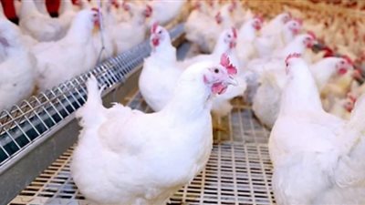 شعبة الدواجن تطالب مجلس الوزراء بعقد اجتماع عاجل بسبب أزمة الأسعار (فيديو)