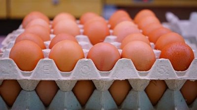 شعبة بيض المائدة تُحذر من قلة المعروض من الأعلاف