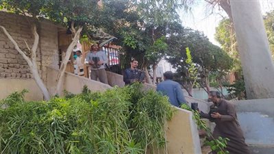 أسيوط: تسليم 2600 شجرة تمهيدًا لزراعتها بقرى مركز 