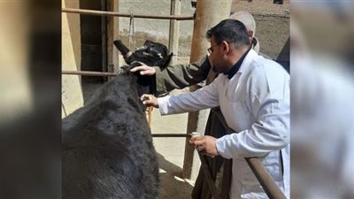 تحصين 107 آلاف من الثروة الحيوانية ببني سويف لمواجهة مرضي الحمى القلاعية والوادى المتصدع