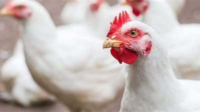 أسعار الدواجن صباح اليوم الاثنين