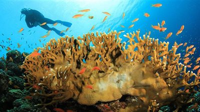 مصر تضم أطول تجمعات للشعاب المرجانية
