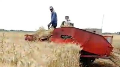 بدء موسم حصاد محصول القمح ببورسعيد