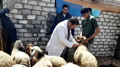 تحصين 514 ألف رأس ماشية من الحمى القلاعية والوادي المتصدع بالشرقية