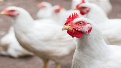 أسعار الدواجن والبيض اليوم الثلاثاء في الأسواق والمزرعة