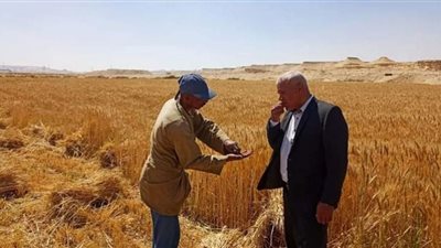 محافظ بني سويف يراجع الترتيبات النهائية لموسم توريد القمح