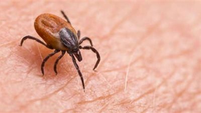 فيروس نادر يهدد بالموت.. مخاطر كثيرة عن عدوى القراد تعرف عليها