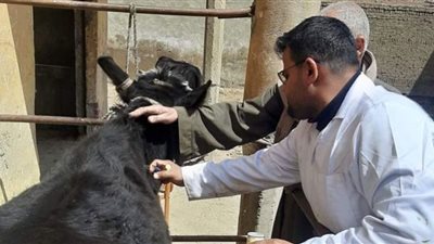 تحصين 1110 آلاف رأس ماشية في بني سويف